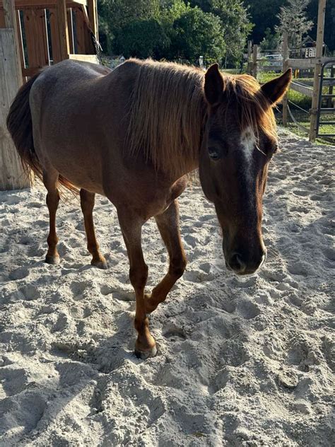 Quarter Horse 5 year old Cremello Quarter Horse gelding. . Kid safe horses for sale in florida